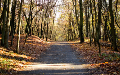 View of trees and shadows in forest during autumn.