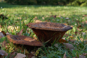 Inedible mushroom Paxillus vernalis in the garden. Wild big mushrooms growing in the grass under birch.