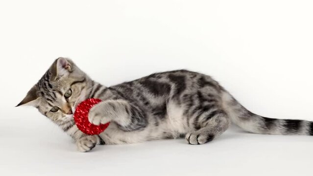 brown kitten playing with red christmas ball