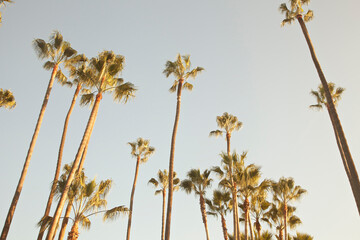 Low angle view of palm trees under clear sky