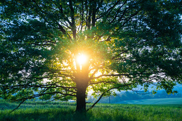 tree crown in the early morning with the rising sun