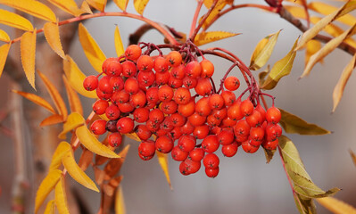 Rowan tree with berries in autumn