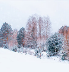 Landscape. Frozen winter forest with snow covered trees.