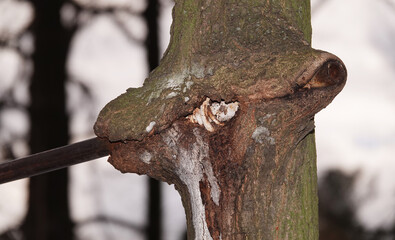 Tree. which swallowed up the iron horizontal bar