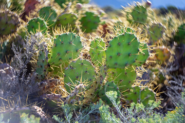 Cacti on the rocky plateau of Cape Teno. Tenerife. Canary Islands. Spain. Art lens. Swirl bokeh....