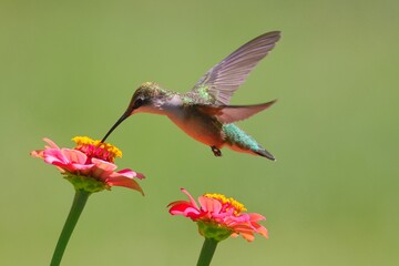 Closeup of a hummingbird eating pollen from a pretty flower