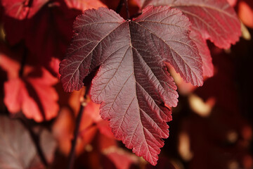 Autumn leaf on a tree branch