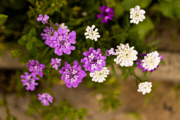 Doldige Schleifenblume