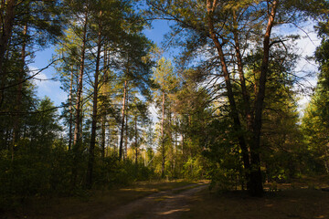 Sunny autumn morning in the forest, blue sky with clouds