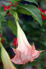 Flowers Brugmansia - Golden Bloody Multicolored