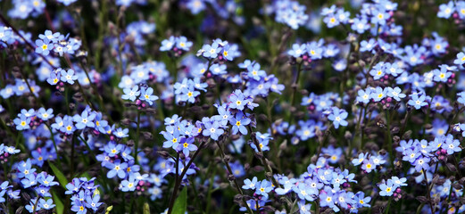 Forget-me-not Alpine flowers with blue flowers