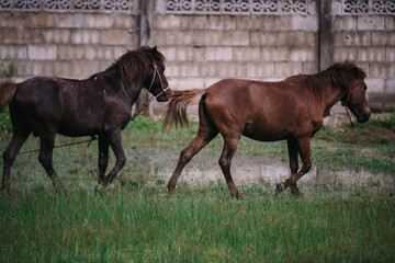 Fototapeta premium two horses in the field