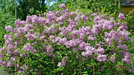 Superba lilac flowering (Syringa microphylla Superba). Spring