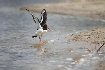 Common pied oystercatcher bird standing at the lakeshore waving its wings