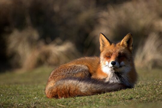 Beautiful shot of a red fox sleeping on the green grass in a mountain meadow