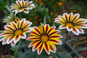 4 red, yellow and white flowers of Gazania rigens in mid October
