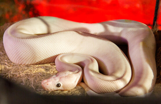 Blue Eyed Leucistic Ball Python (Royal Python).
 The Royal python is a non-venomous snake from the genus of pythons, common in Africa.