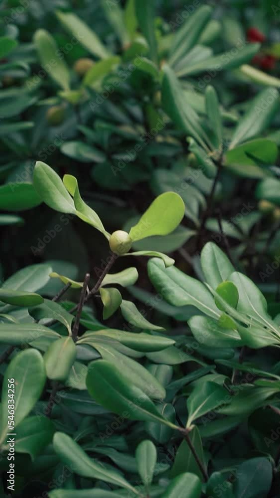 Poster Vertical footage of a lush green foliage of a bush