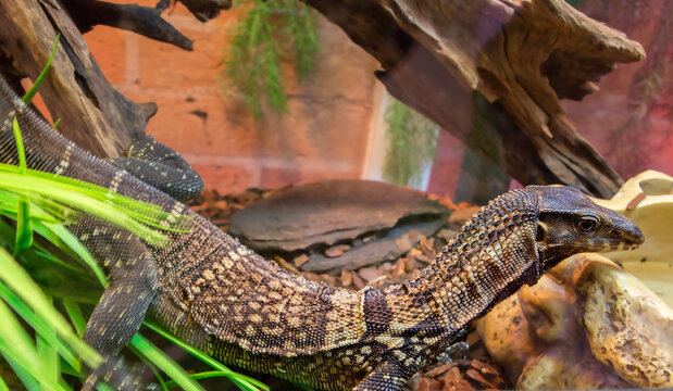 South Asian Monitor Lizard (Roughneck Monitor).
 It is distributed in Thailand, Myanmar, Malaysia, Indonesia. The total length reaches 0.9-1.2 m, sometimes up to 1.5 m. It lives mainly in tropical for