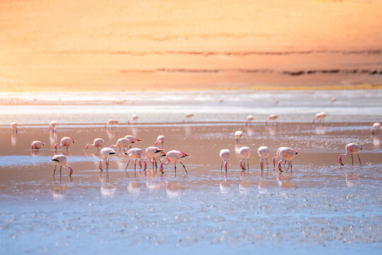 wild flamingos  at eduardo avaroa national park in bolivia