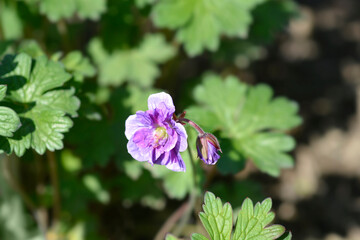 Himalayan Cranesbill Plenum pink flowers