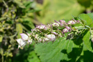 Clary sage leaves 