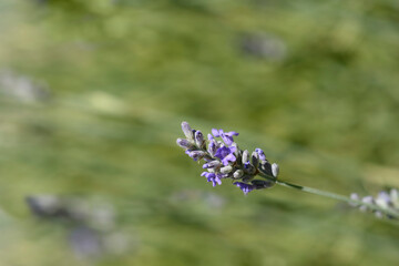 Lavender Platinum Blonde flower