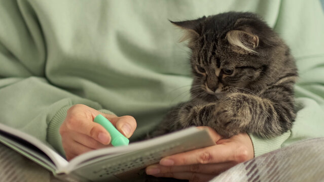 woman highlights the main thoughts in a book with a marker, the concept of self-education. affectionate kitten watching resting in the arms of the hostess