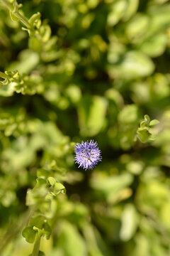 Common globularia flower