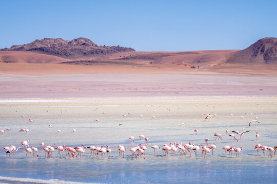 wild flamingos  at eduardo avaroa national park in bolivia