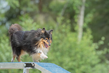 Shetland Sheepdog is running on the boom on a dog agility course