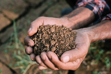 Farmers' expert hands check soil health before planting vegetable seeds or seedlings.