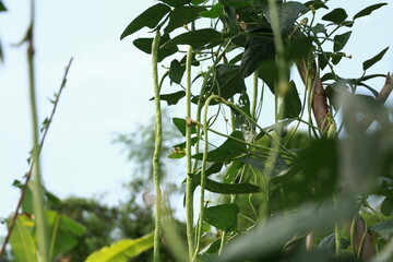 Vigna backyard yard long bean, is growing ready to be harvested as a vegetable grown in Thailand.