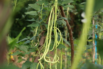 Vigna backyard yard long bean, is growing ready to be harvested as a vegetable grown in Thailand.