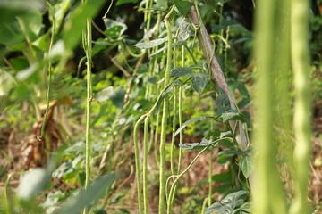 Vigna backyard yard long bean, is growing ready to be harvested as a vegetable grown in Thailand.