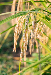 ears of wheat on a farm