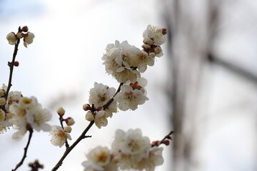 日本の早春の公園に咲く白い梅の花