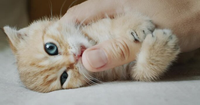 Funny little kitten plays with the owner's finger