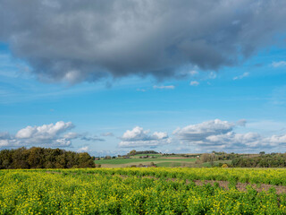 Fototapeta na wymiar mustard seed field in belgian countryside under blue sky in the fall
