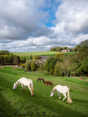 horses graze near farm in green grassy meadow of belgian countryside between brussels and charleroi