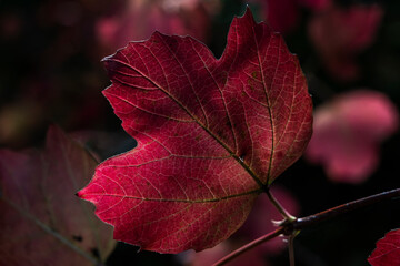 Acer leaf background which has red or golden yellow leaves in the autumn fall colour in November, dark and moody stock photo image with copy space