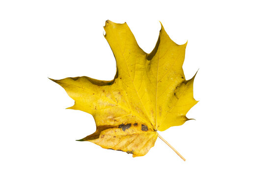 Maple leaf in autumn fall colour cut out and isolated on a white background, stock photo image