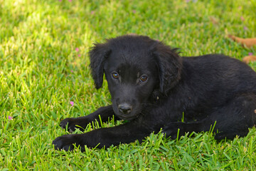 black labrador puppy laying on the grass