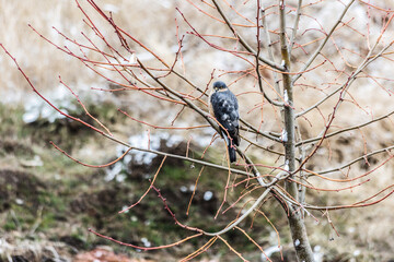 A beautiful bird sits perched on the branch of a tree.