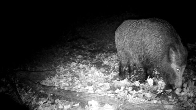 Wildschwein nachts unterwegs im Eifelwald