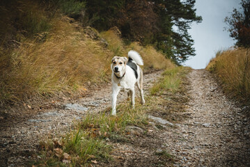 Jeune chien croisé noir, blanc et marron courant sur un chemin forestier dans la montagne en...