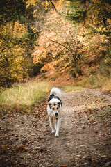 Jeune chien croisé noir, blanc et marron marchant sur un chemin forestier en automne