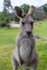 Kangaroo portrait. 