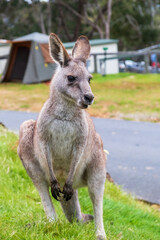 Naklejka na ściany i meble Kangaroo standing near tents. Camping in Australia. Kangaroo portrait.