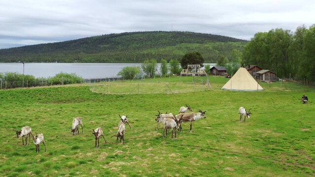 Low aerial pan of reindeer herd on green field by Saami tent, Sweden